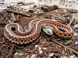 Snakes in Paradise