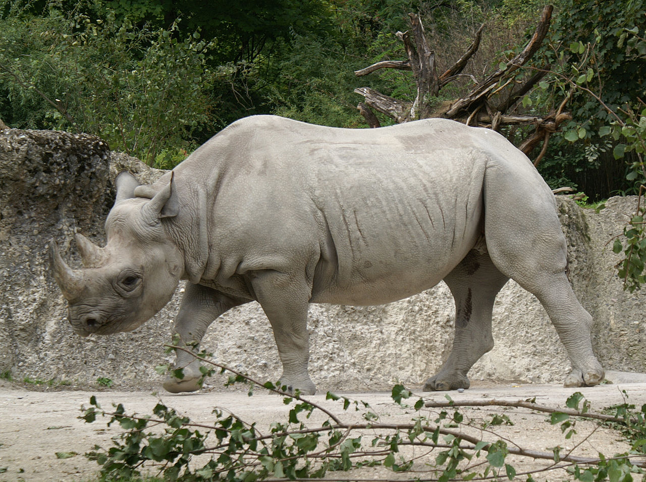 Power, Authority and the Rhinoceros