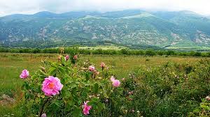Of Quagmires and Roses