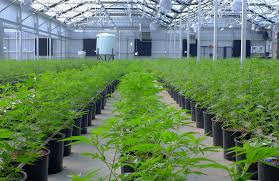 cannabis