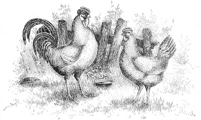 Chickens