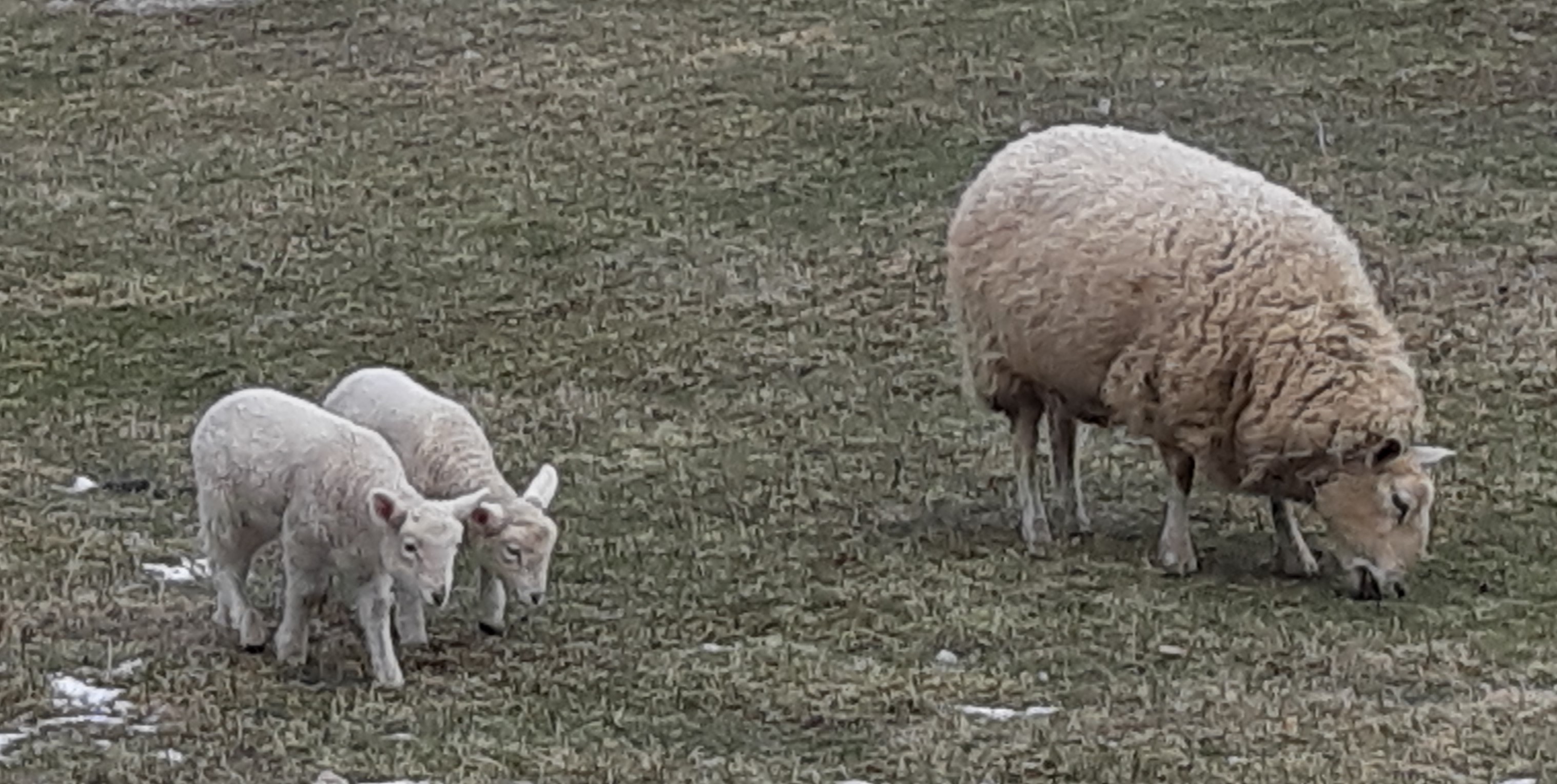 Building a Culture of Life, Through a Return of the Family Farm