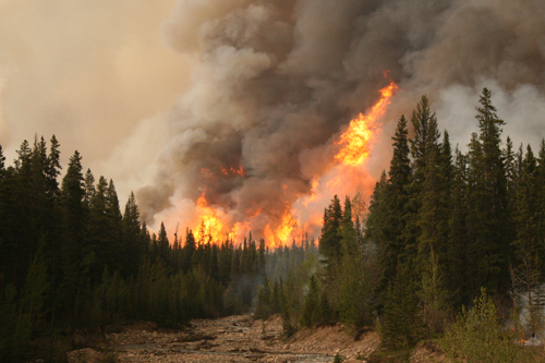 Forest Fires’ Footprint